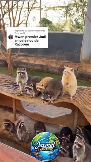 Réponse à @Promonèt cracoon | raccoon