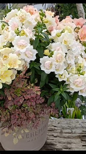 #ロベリア さんの #寄せ植え 色々 #flowers #gardening #園芸 #spring #garden