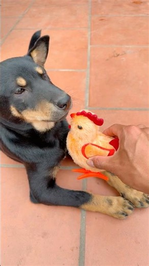 Fun frog and chicken catching game