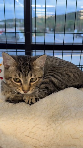 You’ve gotta see cute Luke!! https://kittykathavenrescue.org/adoption/ #cats #kittens #adoptdontshop | Kitty Kat Haven & Rescue