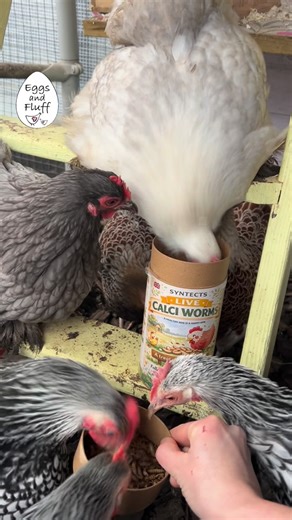 Charlotte Seaton on Instagram: "Afternoon treats! For a 10% discount off @syntects , use code: Eggs10 In the UK, it is only legal to feed live insects to chickens. Why feed live larvae to hens? • High-quality protein – ideal during moult, feather repair, growth, or after illness • Rich in calcium & phosphorus – supports strong bones and eggshell quality • Encourages natural foraging behaviour – scattering them gets birds scratching, pecking and moving • Mental stimulation – live movement trigger