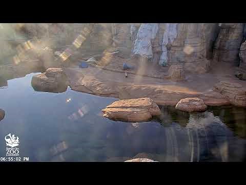 KC Zoo Polar Bear Cam