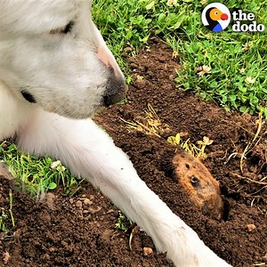 5M views · 43K reactions | Giant Great Pyrenees is best friends with gophers — and she knows exactly where to find them at the park  | The Dodo | Facebook