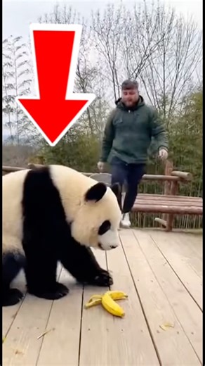 Funny Videos of Animals vs Humans Epic Fails Part 68