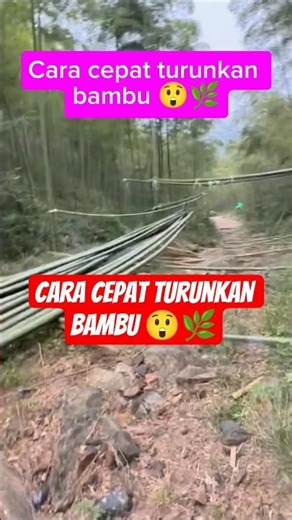 Unique Way to Lower Bamboo with Wire – Quick, Easy & Creative Trick!