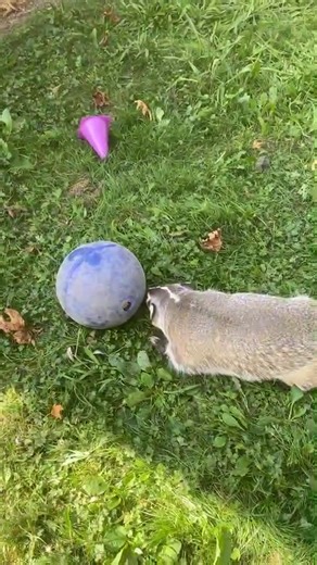 Greater Vancouver Zoo on Reels
