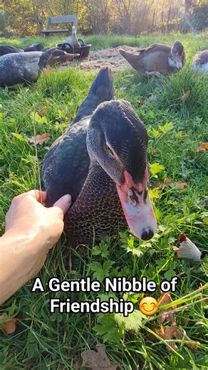 Muscovy ducks can be very friendly when you spend time with them regularly. Some are even cuddly. They enjoy your company and will let you know they’re around—sometimes with a gentle nibble on your hand or leg if you happen to be busy and forget to say hello. 😄 #MuscovyDuck #DuckLove #FriendlyDuck #AnimalFriends #PetDuck #DuckLife #TrustAndFriendship #CuddlyDuck #GentleMoments #DuckBond #FeatheredFriend #DomesticDuck #AnimalConnection #HeartwarmingMoments” | Cambrian Dragons