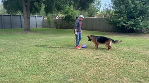 1.6K views · 60 reactions | Teaching a dog to “Out” on command (both...