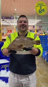 24K views · 224 reactions | Introducing the Maori Cod! In this video, Alex gives you a few tips about how to determine flavour from how a fish looks. | Sydney Fish Market | Facebook