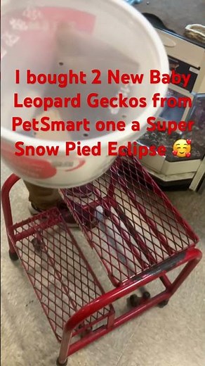 I bought 2 New Baby Leopard Geckos from PetSmart one a Super Snow Pied Eclipse