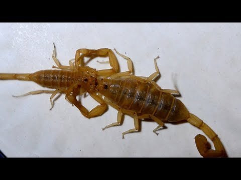 Incredible Scorpion Mating Ritual Leads To Birth