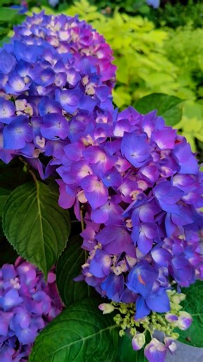 Are you a Hydrangea Lover? Let’s Dance® Blue Jangles® Reblooming hydrangea *Hydrangea macrophylla This one is a winner in my book. I post every year because every year…it blows me away with the colors. Not always a “pure blue” bloom but it’s sure to give you variations in the tie dye family. A reblooming hydrangea that blooms on both old and new wood, with a tight, compact habit that is unusual among reblooming hydrangeas. Large, full flower heads will readily go heavenly blue in acid soils; in 