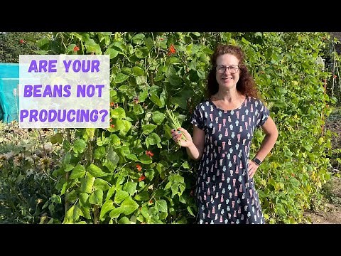 Runner Beans Not Producing - Allotment Gardening For Beginners
