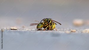 Wasp cannibalism in close-up macro view with fighting wasps eating each other with strong mandibles and biting in dead wasp body as dangerous insect and stinging animal in low angle view on the ground