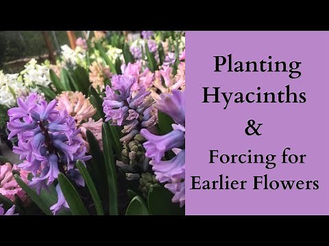 How To Plant Hyacinth Bulbs & Forcing For Earlier Flowers