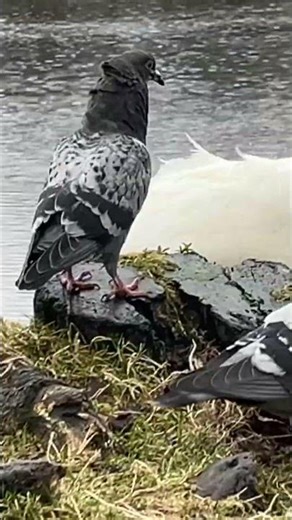 Pigeons - Crows- Seagulls-Swan - Birds who jusely come to Feeding- Norway
