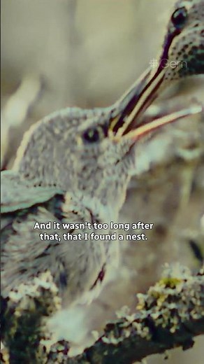 The bird in my backyard #fulldocumentary