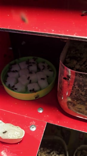 Setting up a new fly box