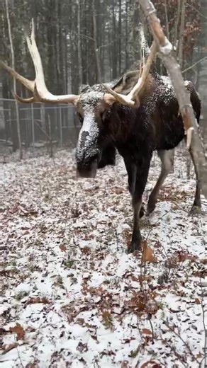 Moose moving day! All of the animals at Maine Wildlife Park live here year-round under the care of our dedicated wildlife keepers who ensure their safety, health, and comfort through all seasons. Moose are built for cold and snow, but each year after the Park closes, the moose is moved from his summer habitat to his winter habitat. The seasonal space is: 🫎 Safer for moose to navigate slippery conditions on flat ground 🫎 More secure - open space lowers risk of falling trees and damaged fences �