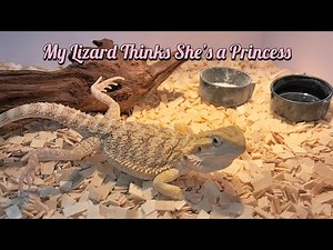 Lizard Pooping: You Won’t Believe Its Moves! Watch Till the End for the Crazy Action!