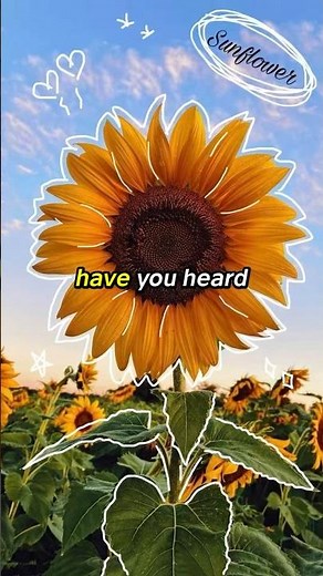 The Sunflower Theory: A Secret Language of Love 🌻❤️