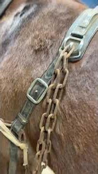 One of my ways I do training with this type of Harnes