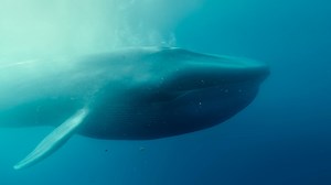 🐋 Dive into the ocean for an epic adventure in “Blue Whales: Return of the Giants,” now playing at the Accenture IMAX Dome Theatre. This award-winning documentary follows two scientific expeditions – one to find blue whales off the exotic Seychelles Islands, the other to chronicle whale families in Mexico’s stunning Gulf of California. See these massive, magnificent creatures on the Carolinas’ largest screen! 🎟 Get tickets ➡️ https://bit.ly/IMAX_BlueWhales | Discovery Place Science