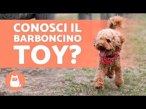 ALL ABOUT THE TOY POODLE 🐩 (Care and curiosities)