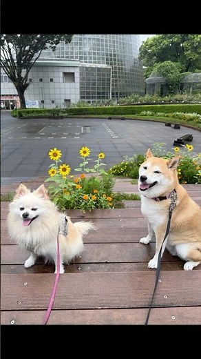 We went to many places. Shiba Inu and Pomeranian shorts