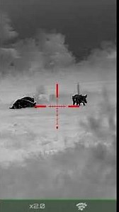 ATN Thor 4 hog hunt#shorts