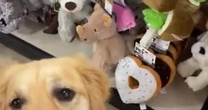 #CUTE: Golden Retriever Service dog gets to pick out a new toy for doing a good job!