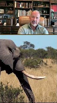 Botswana Bulls Hit Different 🐘