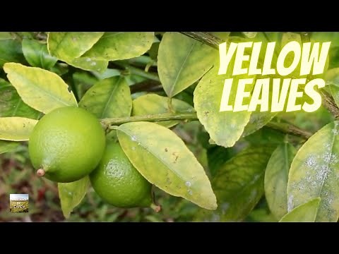 Yellow Leaves on CITRUS: easy cure UNLOCKS nutrients!