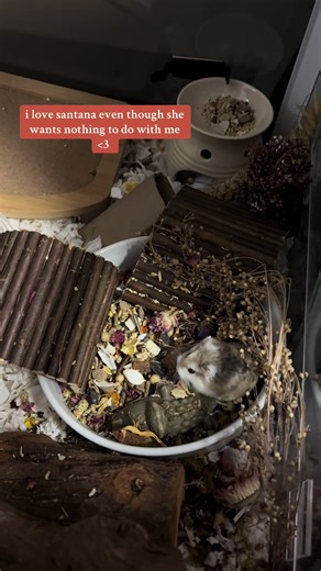 Understanding Hamster Behavior and Comfort Zones