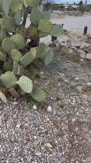 Who The Real Doc Holliday Was Genius ? #Docholliday #tombstone #gambler #fblifestyle | Jeff Schreckler
