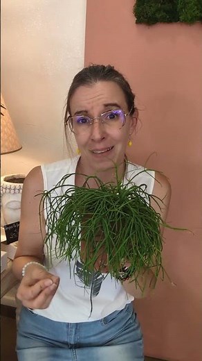 Rhipsalis is a cactus 🌵 and there are 35 different varieties of this plant. #rhipsalis