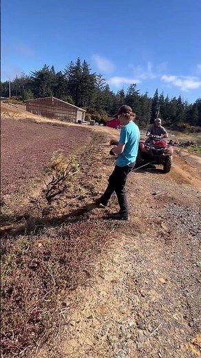 How to pull small trees on the farm the right way