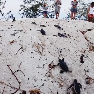 498 reactions · 77 shares | ⚠️ WARNING: Cuteness Overload ⚠️ It's peak turtle hatching season here on the Southern Great Barrier Reef ...and we're thinking these little dudes should come with a cuteness warning! : Heron Island : instagram.com/aleksmutated | Southern Great Barrier Reef | Facebook