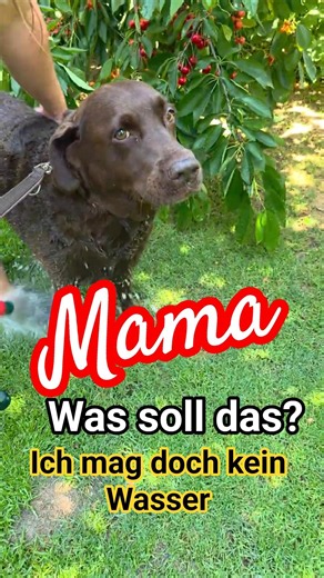 😱👀 Are your dogs like this too? Mom, what are you doing? 😲🤔 I don't like water. #bathday #labrador