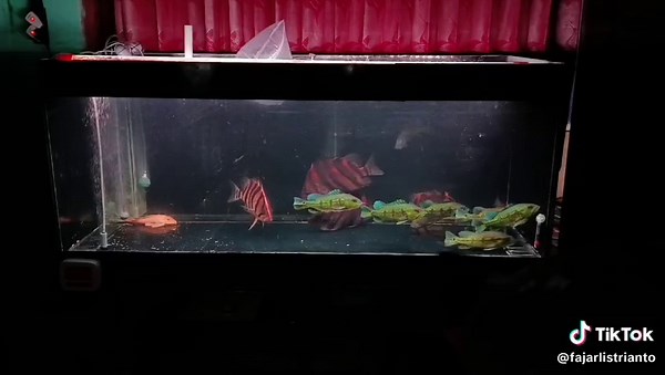 100*40*45 #pbass #peacock #peacockbass #ori #orinoco #pbassorinoco #kelbecer🇦🇿🇹🇷💪💪💪 #bahia #pbasskelberi #pinima #pbasspinima #azul #pbassazul #mono #monoculus #pbassmono #pbassmonoculus #fogo #pbassfogo #xingu #pbassxingu #inter #intermedia #pbassintermedia #broco #brocopondo #pbassbrocopondo #temensis #pbasstemensis #aqua #aquarium #aquariumfish #aquariumhobby #aquaairpower #tank #tankfish #tankmate #tankmatepredator #pred #predator #predatorfish #indo #indonesia #indonesia🇮🇩 #pbassin