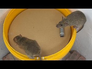 Smart DIY Mouse Trap From Plastic Bucket | No Poison | Simple & Effective #rat