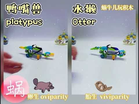 LEGO wedo2.0 | Platypus and otter & oviparity viviparity🪄