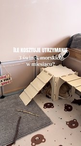 Ile kosztuje utrzymanie 3 świnek morskich miesięcznie?