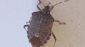 Stink bug season in full swing: Here's how to get rid of them