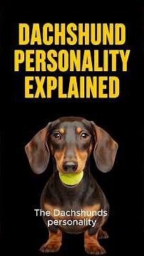 DACHSHUND PERSONALITY 101 ✅ Top Dachsund Dog Breed Fun Training Tips, Facts & Ownership Pros & Cons