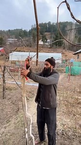45K views · 1K reactions | Kiwi pruning In jammu Kashmir | Chenab Valley Farming | Facebook