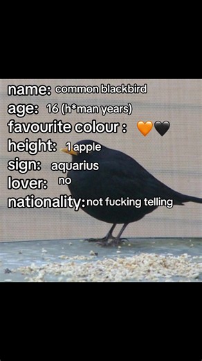 sorry if this is lazy everybirdy #birdtok #viral #introduction #blackbird