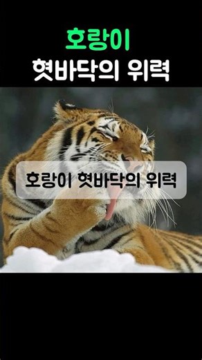 The power of a tiger's tongue, rough enough to peel off skin #Tiger #Animal #Zoo #Issue #Informat...