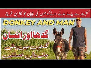 Donkey and Human