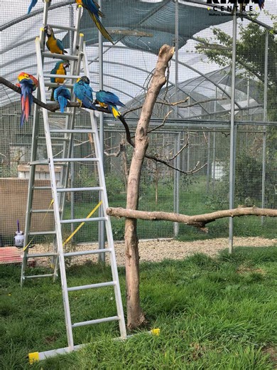 Sometimes the best enrichment is chosen by the parrots themselves! The parrots at the Kiwa Centre have decided our maintenance ladders make the perfect playground! Who needs dedicated toys when you have imagination? 💚Don’t worry the ladders are only out during supervised work, cleaned after each use and never left in the aviaries. #Parrots #parrot #worldparrottrust #macaw #macawlover #rescueanimal #birdlover #parrotsoftiktok